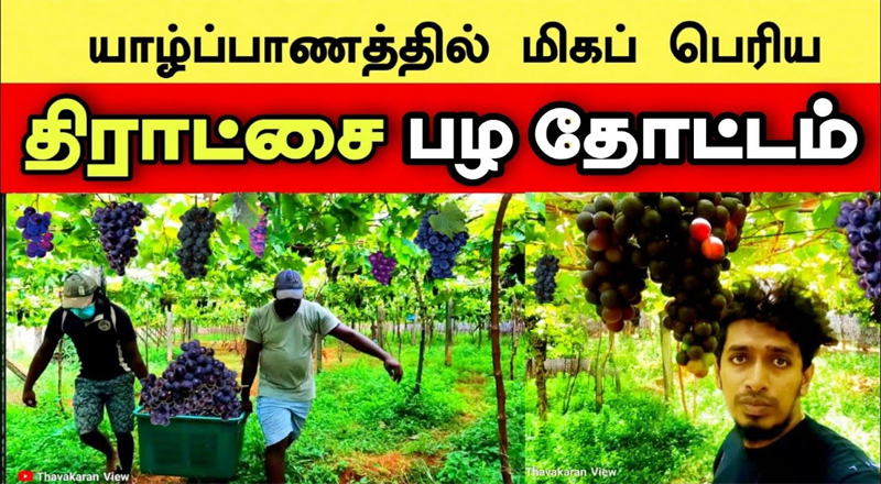 யாழ்ப்பாணத்தில் அனைவரும் பார்க்கவேண்டிய முக்கிய தமிழ் தொன்மை பேசும் இடங்கள். பகுதி 04.